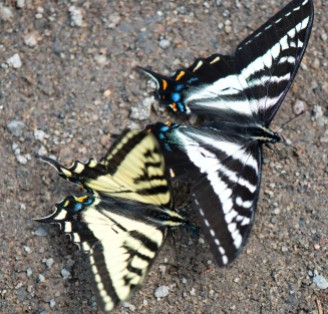 Swallowtails_5