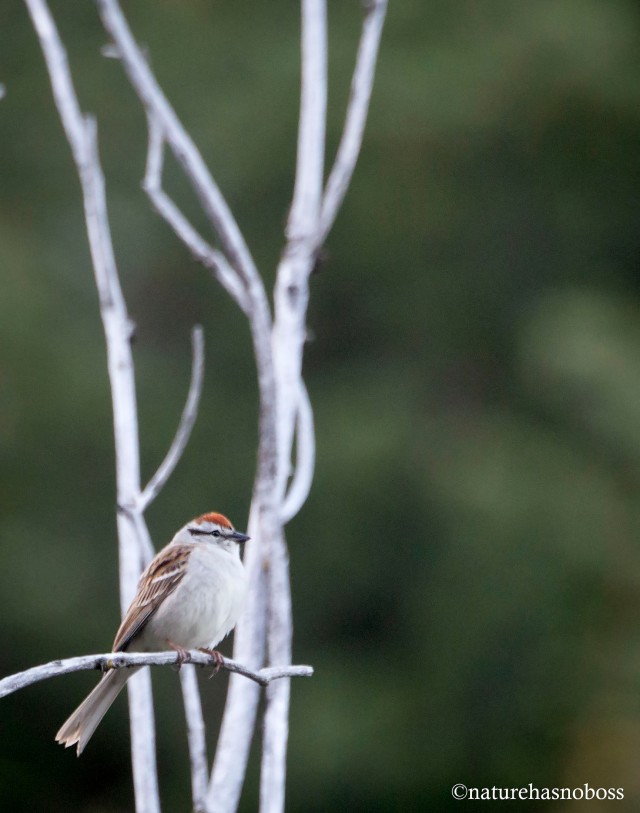 Chipping_sparrow_901212